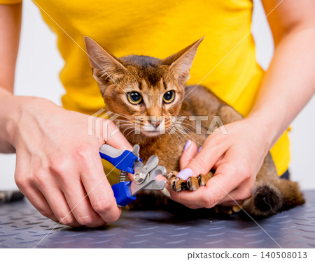 Professional cares for a Abyssinian cat in a specialized salon. Groomers holding tools at the hands. Professional cares for a Abyssinian cat in a specialized salon. Groomers holding tools at the hands. 140508013