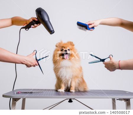 Professional cares for a dog in a specialized salon. Groomers holding tools at the hands. 140508017