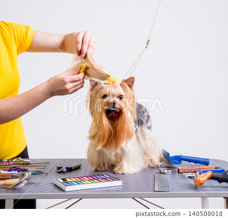 Professional cares for a dog in a specialized salon. Groomers holding tools at the hands. 140508018
