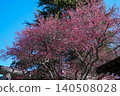 Red plum blossoms in full bloom under the blue sky 140508028