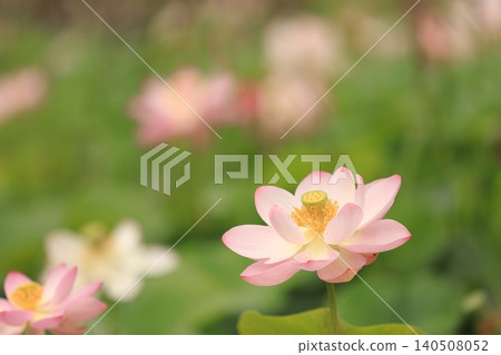 lotus flower peeking out from between the leaves lotus flower peeking out from between the leaves 140508052