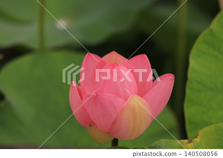 從葉子之間偷看的蓮花 從葉子之間偷看的蓮花 140508056