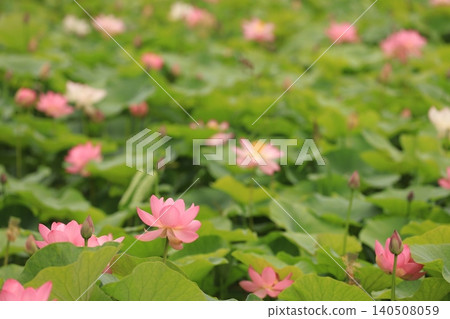 從葉子之間偷看的蓮花 從葉子之間偷看的蓮花 140508059