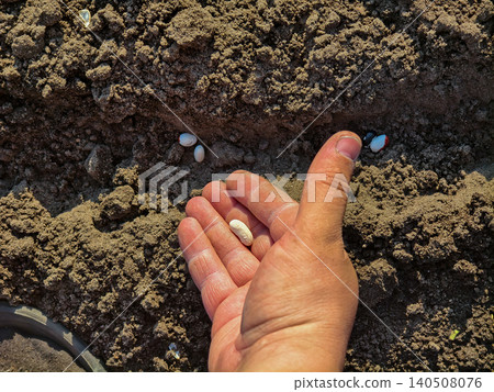 Hand carefully planting multiple bean seeds directly into a prepared furrow, sowing future agricultural growth, sustainable farming, and fresh organic food production in a home garden. 140508076