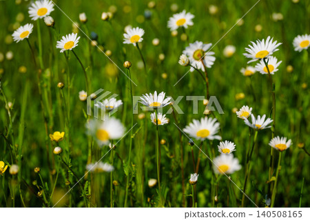 White daisies with yellow centers grow among lush green grass in a bright meadow, creating a fresh natural spring scene with soft focus and gentle outdoor light White daisies with yellow centers grow among lush green grass in a bright meadow, creating a fresh natural spring scene with soft focus and gentle outdoor light 140508165