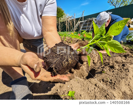 Woman's dirty hands carefully holding a young plant seedling with its root ball exposed, preparing for transplantation into the soil while gardening outdoors on a sunny day. Woman's dirty hands carefully holding a young plant seedling with its root ball exposed, preparing for transplantation into the soil while gardening outdoors on a sunny day. 140508166