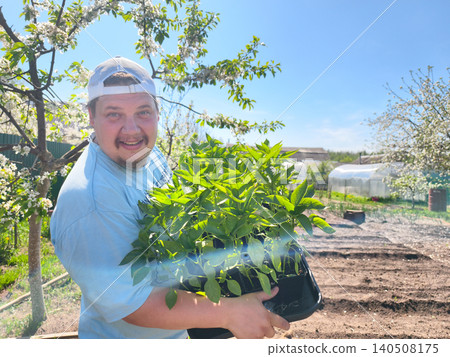 Man smiling and carrying a tray of green seedlings, preparing to plant them in a cultivated garden bed under a clear blue sky surrounded by blooming fruit trees and greenhouses. 140508175