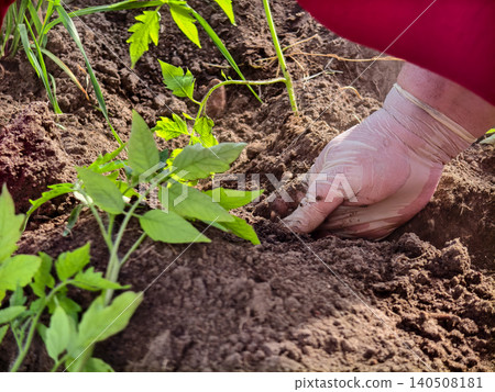 Gardener planting young tomato seedlings directly into brown fertile soil, showing commitment to organic farming, sustainable agriculture, and fresh food growth in a home garden Gardener planting young tomato seedlings directly into brown fertile soil, showing commitment to organic farming, sustainable agriculture, and fresh food growth in a home garden 140508181