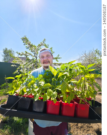 Man gardening outdoors on a sunny day, holding a tray full of vibrant green pepper seedlings ready for transplanting into the garden, symbolizing new growth, agriculture, and a sustainable lifestyle. 140508187