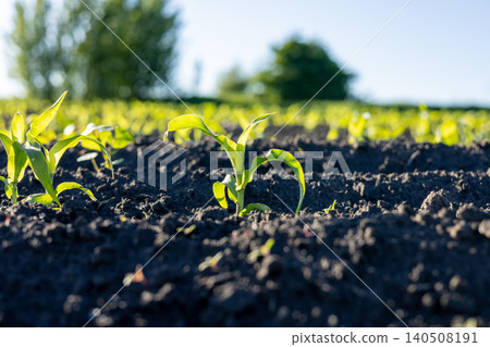 Corn plants emerge from rich dark soil in a field under clear skies in the countryside during the day in spring Corn plants emerge from rich dark soil in a field under clear skies in the countryside during the day in spring 140508191