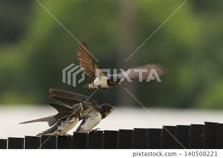 A family of swallows trying to get food. A family of swallows trying to get food. 140508221