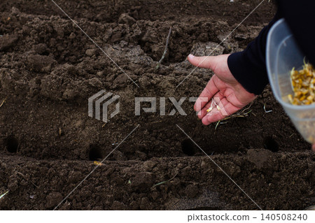 Farmer planting sprouted corn seeds into freshly tilled soil, sowing each seed by hand in a garden bed for sustainable, organic crop growth and springtime renewal 140508240