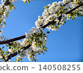 Bee approaching delicate white blossoms on a tree branch against a clear blue sky, capturing spring pollination, fresh growth and the gentle awakening of nature. 140508255