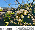 Pear tree branches displaying delicate white blossoms and buds against a clear blue sky, signaling the arrival of spring and new growth in a garden setting. 140508259