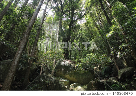 Mountain trail surrounded by trees 140508470