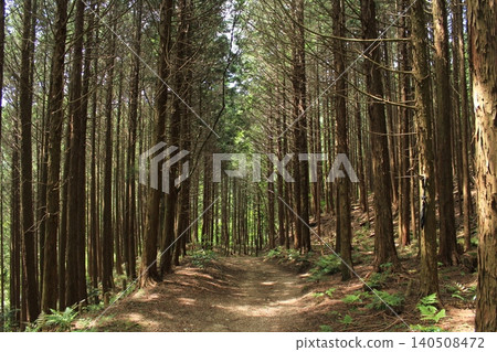 Mountain trail surrounded by trees 140508472