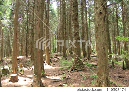 Mountain trail surrounded by trees 140508474