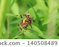 黃花圓蛛：繁殖行為 140508489