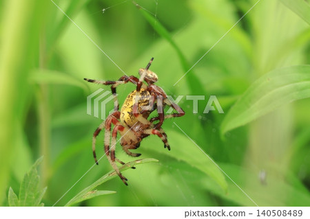 黃花圓蛛:繁殖行為 黃花圓蛛:繁殖行為 140508489