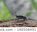 Gomadarakamikiri 140508491