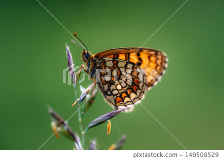 A bright brown butterfly on the grass A bright brown butterfly on the grass 140508529