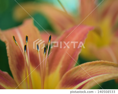 The beautiful daylilies (Hemerocallis fulva) that bloomed in June. 140508533