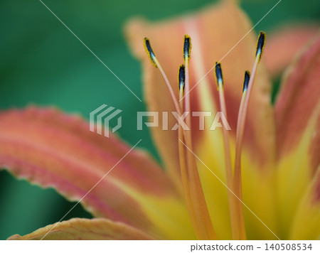 The beautiful daylilies (Hemerocallis fulva) that bloomed in June. 140508534