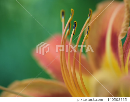 The beautiful daylilies (Hemerocallis fulva) that bloomed in June. The beautiful daylilies (Hemerocallis fulva) that bloomed in June. 140508535