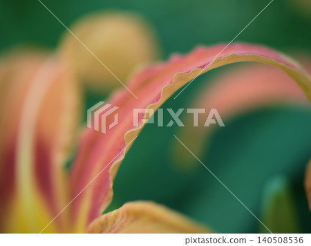 The beautiful daylilies (Hemerocallis fulva) that bloomed in June. 140508536