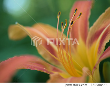 美麗的黃花菜（Hemerocallis fulva）在六月盛開。 140508538