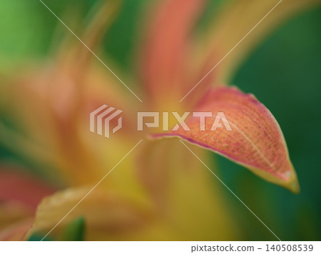 美麗的黃花菜（Hemerocallis fulva）在六月盛開。 140508539