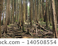 Deep in the forest 140508554