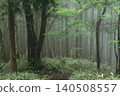 A forest enveloped in mist 140508557