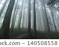 A forest enveloped in mist 140508558
