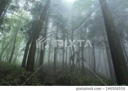 A forest enveloped in mist 140508559