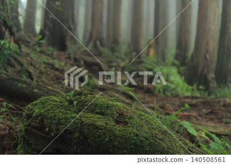A forest enveloped in mist 140508561