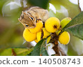 Nature photograph of a chipmunk eating a loquat. 140508743
