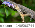 A nature photograph of a chipmunk pouncing on a hydrangea flower. 140508744