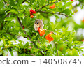 A natural scene of a chipmunk eating pomegranate flowers. 140508745