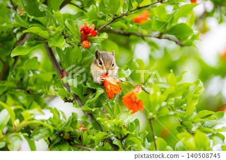 A natural scene of a chipmunk eating pomegranate flowers. A natural scene of a chipmunk eating pomegranate flowers. 140508745