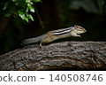 Wildlife photo of a chipmunk running through a tree 140508746