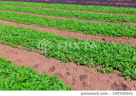 Rows of arugula growing on farm land Rows of arugula growing on farm land 140508842