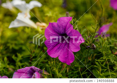 beautiful white and pink petunia flowers beautiful white and pink petunia flowers 140508888