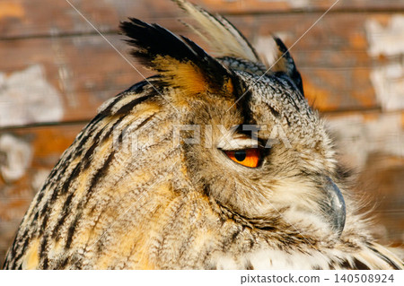 beautiful owl with yellow eyes and beak beautiful owl with yellow eyes and beak 140508924