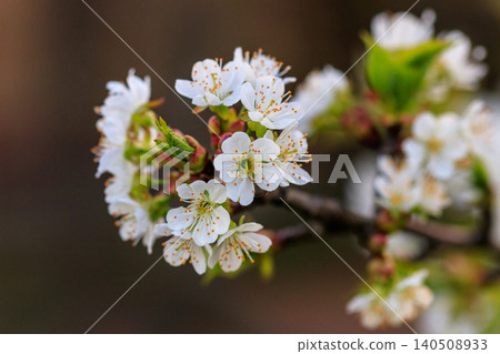 beautiful bloom of fruit trees cherry beautiful bloom of fruit trees cherry 140508933