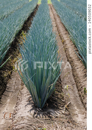 Long-tailed farm field Long-tailed farm field 140509032