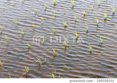 Rice paddy after rice planting Rice paddy after rice planting 140509102