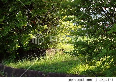 Strong summer sunlight filtering through the shrubs Strong summer sunlight filtering through the shrubs 140509121