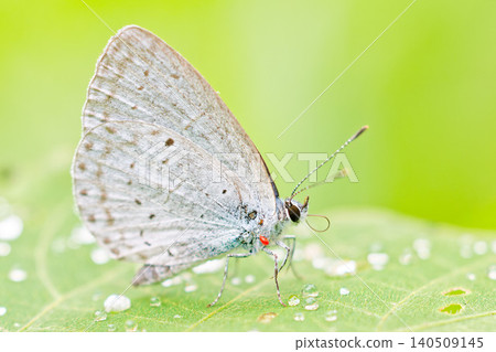 A Common Blue butterfly after the rain A Common Blue butterfly after the rain 140509145