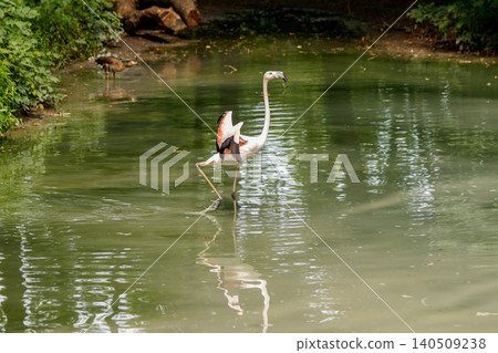 beautiful pink flamingos with beak and loose wings beautiful pink flamingos with beak and loose wings 140509238